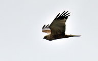 04 Western marsh harrier (Circus aeruginosus)